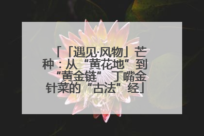 「遇见·风物」芒种：从“黄花地”到“黄金链” 丁嘴金针菜的“古法”经