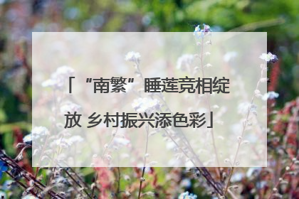 “南繁”睡莲竞相绽放 乡村振兴添色彩