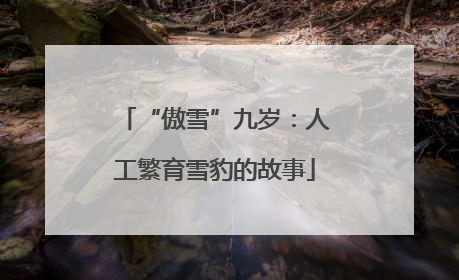 “傲雪”九岁：人工繁育雪豹的故事