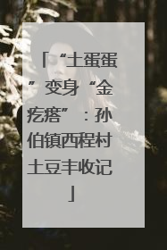 “土蛋蛋”变身“金疙瘩”：孙伯镇西程村土豆丰收记