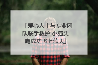 爱心人士与专业团队联手救护 小猫头鹰成功飞上蓝天