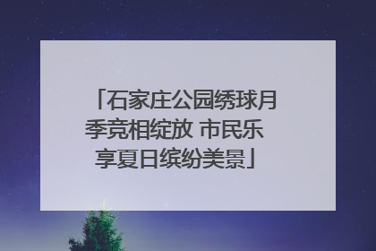 石家庄公园绣球月季竞相绽放 市民乐享夏日缤纷美景