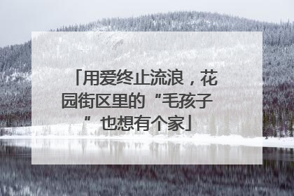 用爱终止流浪，花园街区里的“毛孩子”也想有个家