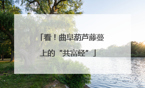 看！曲阜葫芦藤蔓上的“共富经”