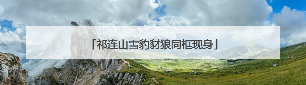 祁连山雪豹豺狼同框现身