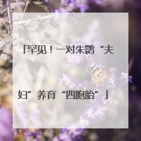 罕见！一对朱鹮“夫妇”养育“四胞胎”