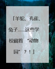 羊驼、孔雀、兔子……这些学校藏着 “动物园”？！
