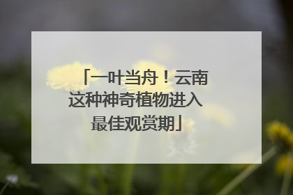 一叶当舟！云南这种神奇植物进入最佳观赏期