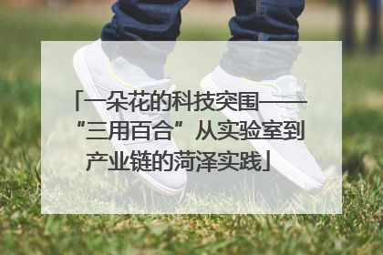 一朵花的科技突围——“三用百合”从实验室到产业链的菏泽实践