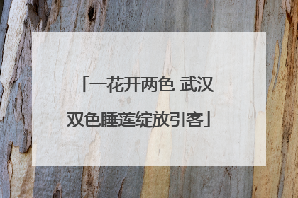 一花开两色 武汉双色睡莲绽放引客