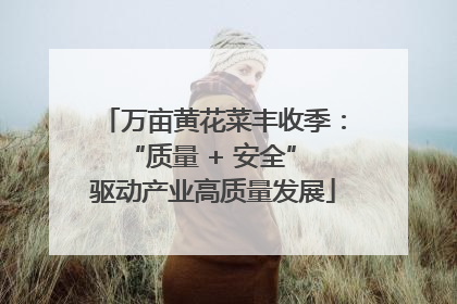 万亩黄花菜丰收季：“质量 + 安全” 驱动产业高质量发展