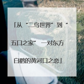 从“二鸟世界”到“五口之家” 一对东方白鹳的黄河口之恋