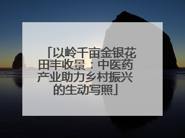 以岭千亩金银花田丰收景：中医药产业助力乡村振兴的生动写照