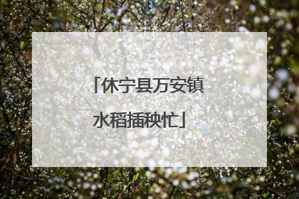 休宁县万安镇水稻插秧忙