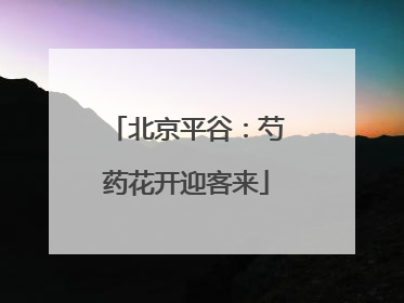 北京平谷：芍药花开迎客来