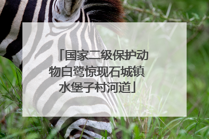 国家二级保护动物白鹭惊现石城镇水堡子村河道