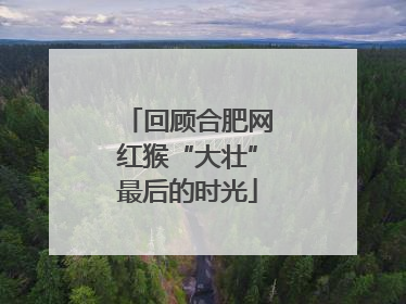 回顾合肥网红猴“大壮”最后的时光