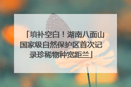 填补空白！湖南八面山国家级自然保护区首次记录珍稀物种宽距兰