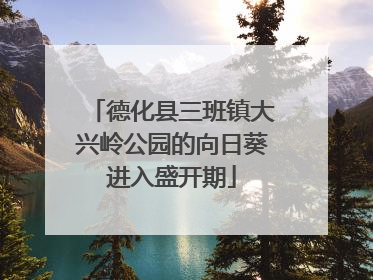 德化县三班镇大兴岭公园的向日葵进入盛开期