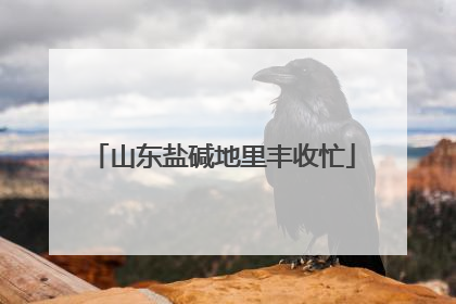 山东盐碱地里丰收忙