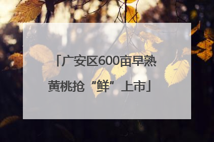 广安区600亩早熟黄桃抢“鲜”上市