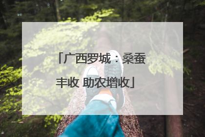 广西罗城：桑蚕丰收 助农增收