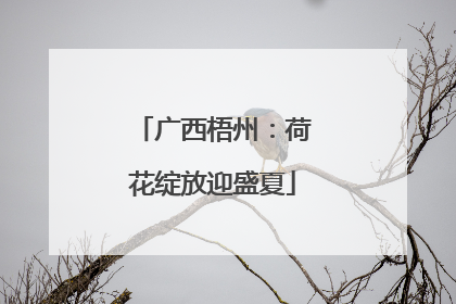 广西梧州：荷花绽放迎盛夏