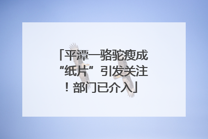 平潭一骆驼瘦成“纸片”引发关注！部门已介入