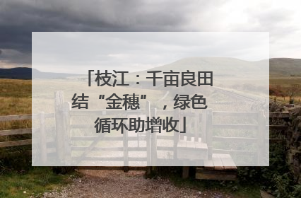 枝江：千亩良田结“金穗”，绿色循环助增收