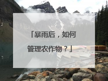 暴雨后，如何管理农作物？