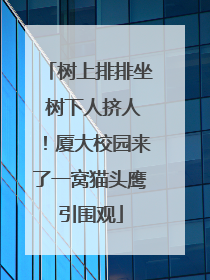 树上排排坐 树下人挤人！厦大校园来了一窝猫头鹰引围观