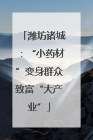 潍坊诸城：“小药材”变身群众致富“大产业”
