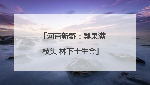 河南新野：梨果满枝头 林下土生金