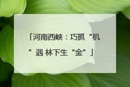 河南西峡：巧抓“机”遇 林下生“金”