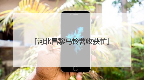 河北昌黎马铃薯收获忙