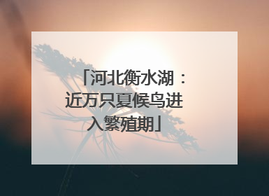 河北衡水湖：近万只夏候鸟进入繁殖期