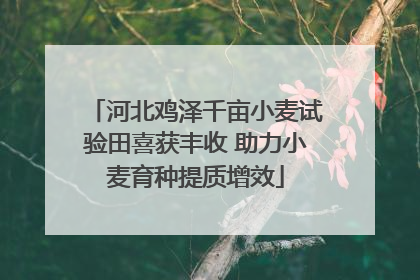 河北鸡泽千亩小麦试验田喜获丰收 助力小麦育种提质增效