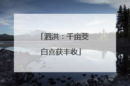 泗洪：千亩茭白喜获丰收