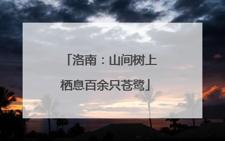 洛南：山间树上栖息百余只苍鹭