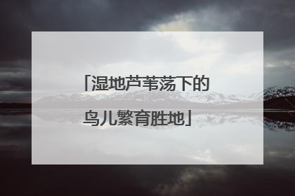 湿地芦苇荡下的鸟儿繁育胜地