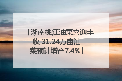 湖南桃江油菜喜迎丰收 31.24万亩油菜预计增产7.4%