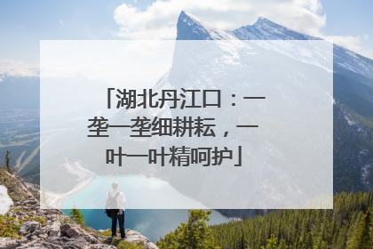湖北丹江口：一垄一垄细耕耘，一叶一叶精呵护