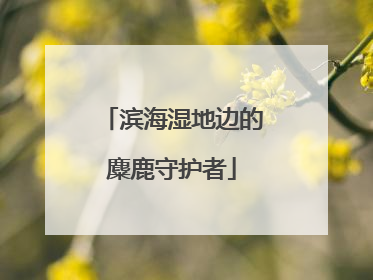滨海湿地边的麋鹿守护者