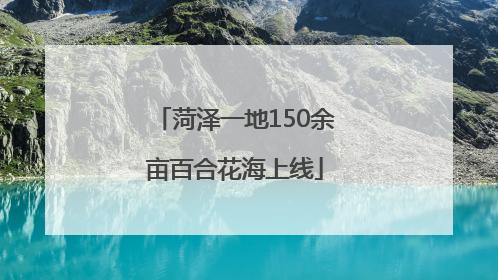 菏泽一地150余亩百合花海上线