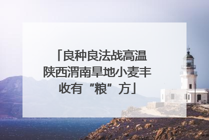 良种良法战高温 陕西渭南旱地小麦丰收有“粮”方