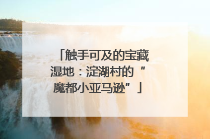 触手可及的宝藏湿地：淀湖村的“魔都小亚马逊”