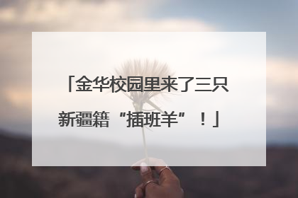 金华校园里来了三只新疆籍“插班羊”！