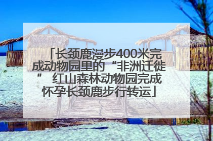长颈鹿漫步400米完成动物园里的“非洲迁徙” 红山森林动物园完成怀孕长颈鹿步行转运