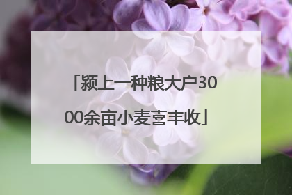 颍上一种粮大户3000余亩小麦喜丰收