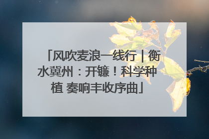 风吹麦浪一线行｜衡水冀州：开镰！科学种植 奏响丰收序曲